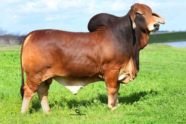 Sire