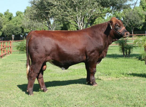 Lot 20's sire - the champion LMC HS Rocco