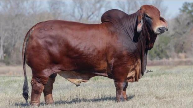 Sire of resulting calf.