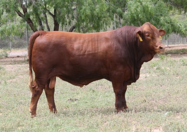 LMC Picosso is the service sire to this lot. He is A BEEF MACHINE !!