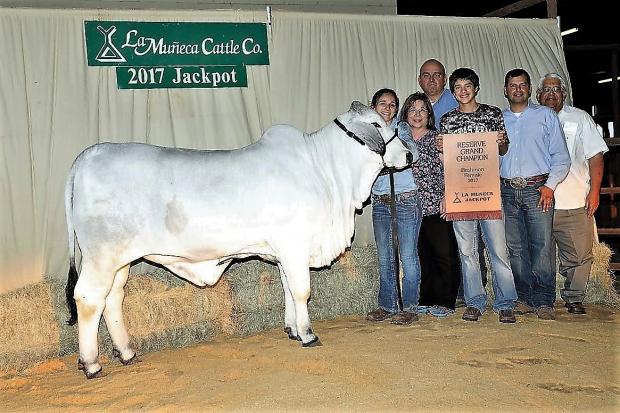 Lot 23's maternal sister by LMC Polled Future