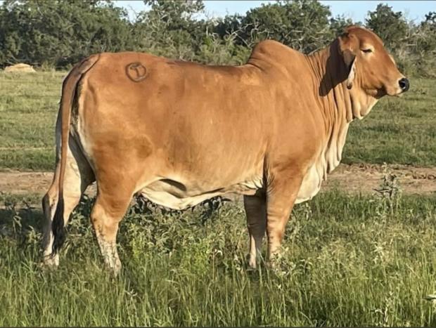 Dam to Resulting Calf