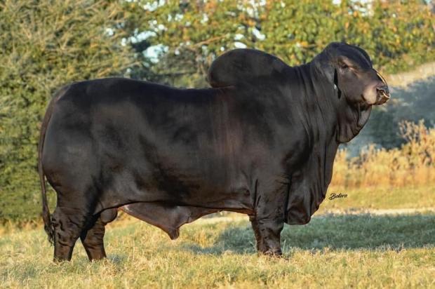 Sire of embryos.
