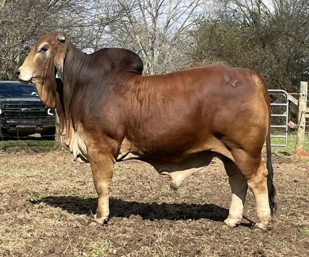 Maternal Half Sibling to Calf: 
