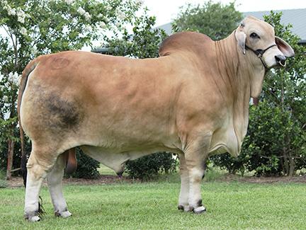 Son: +Mr. H Vega Manso 301/2 – sire to 2021 National Champion
