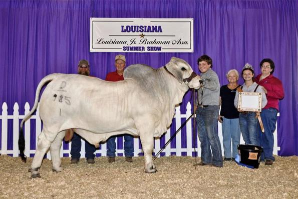 Son: SCD Mr. Barrett Esto 985/1 – show bull and now herd sire for J.D. Hudgins- Locke Div. & Nobbs Cattle Company of Australia