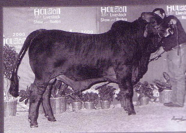 Paternal grand sire - LMC Stud