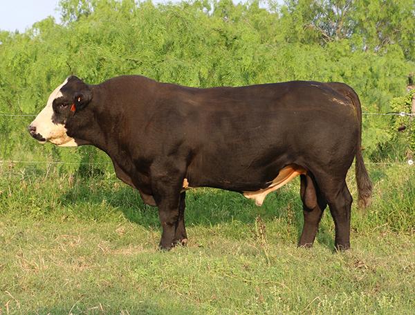 Maternal grand sire - LMC Black Baldy owned by Mark Ellis in Kansas
