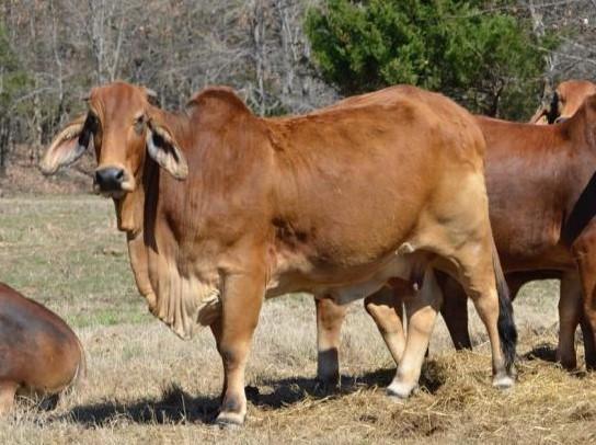 Dam of embryos