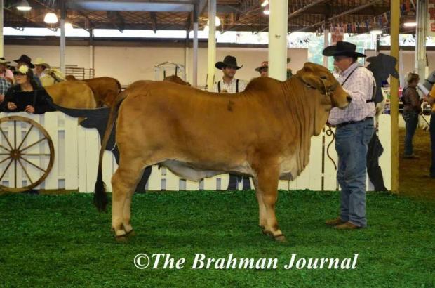 Show Photo of Polled By Design