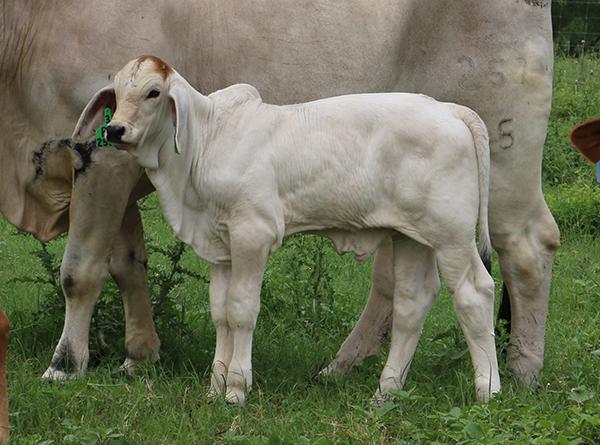 Polled/S Bull calf sired by LMC Polled Samson