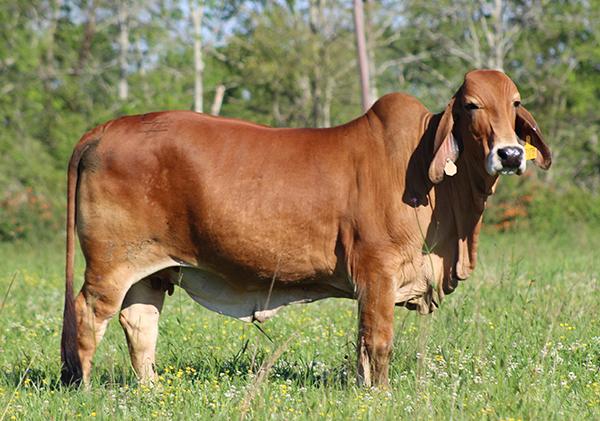 “138/5’s” donor dam, +TTT Ms Suva’s Vernon 335.