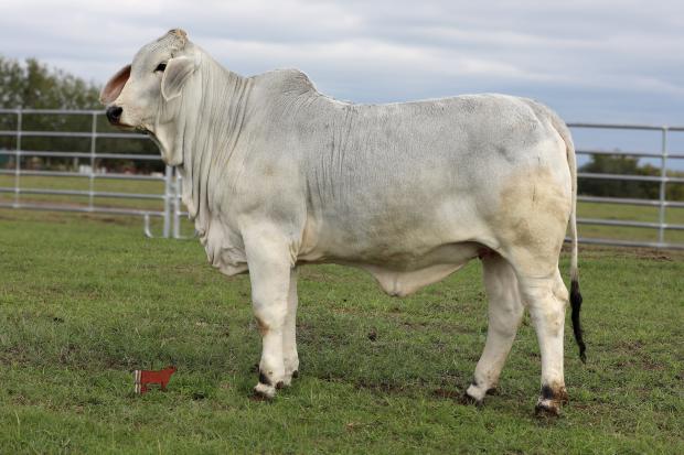Embryo Daughter
