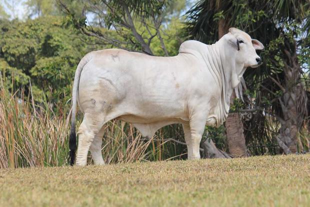 Dam: Miss BER Olivia 492