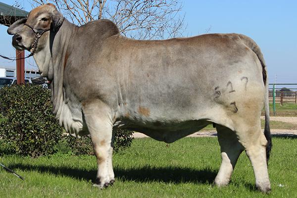 International Reserve Senior Champion Daughter International Reserve Senior Champion Daughter