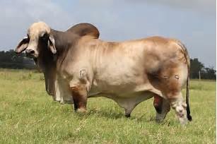 Sire - MR. V8 279/7 (P)