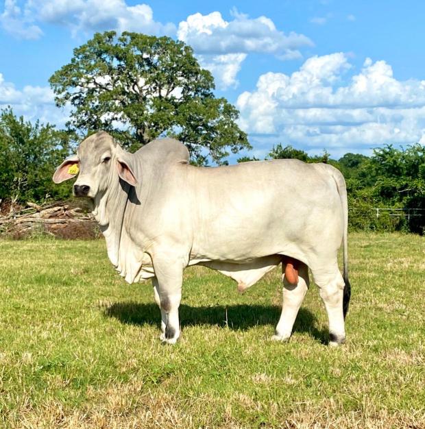 Son owned by Salinas Ranch