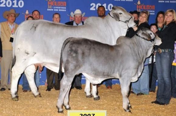 Daughter: +Lady H Lisa Manso 947/7