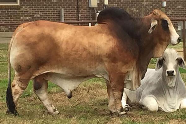 Sire: JDH Mr. Saxon Manso 824/4