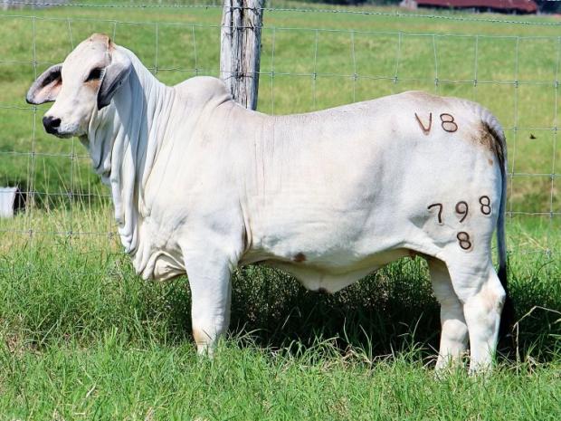  Miss V8 798/8-$35,250 daughter of 491/7 who sold in the 2018 V8 Ranch Online Sale