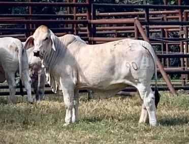 $10,000 daughter sired by +JDH Mr. Elmo Manso