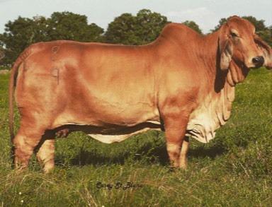 Dam: +CT Lady Rhineaux Ray 8/9
