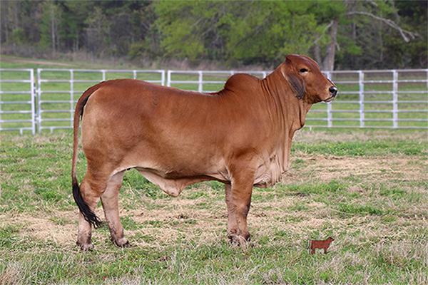 Dam: Miss HC Kelly 141/0