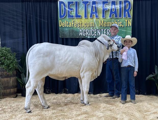 Successful Show Heifer