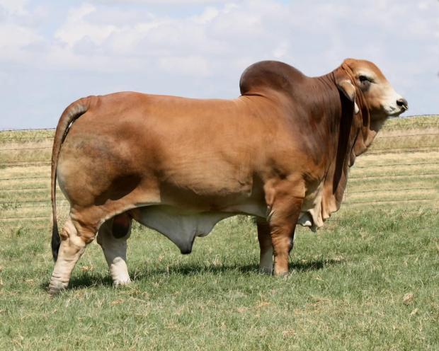 Sire