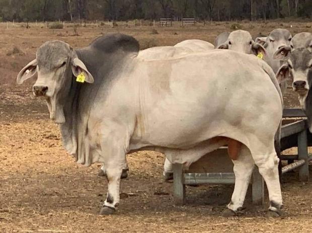 $100,000 AU son of Blundstone