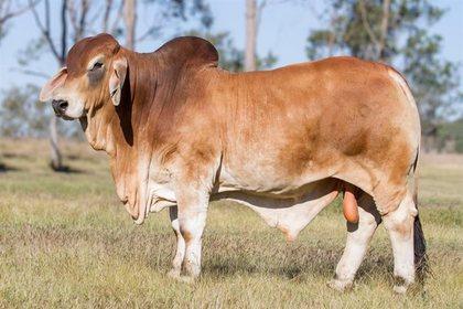 Sire of calf