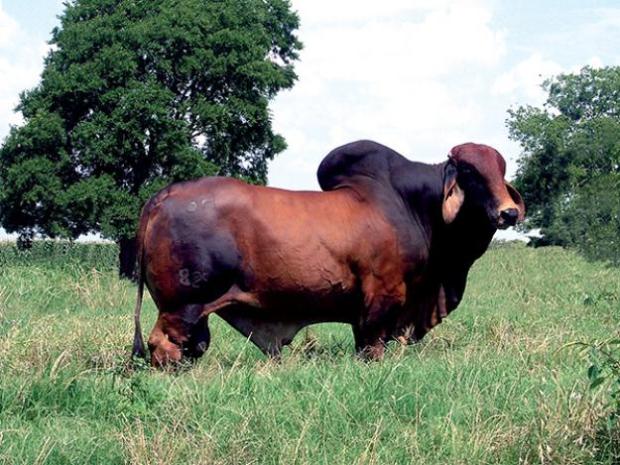 Sire of Embryos: +Mr. 3H X-Ray 825
