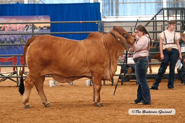 Paternal Half Sister to Calf
