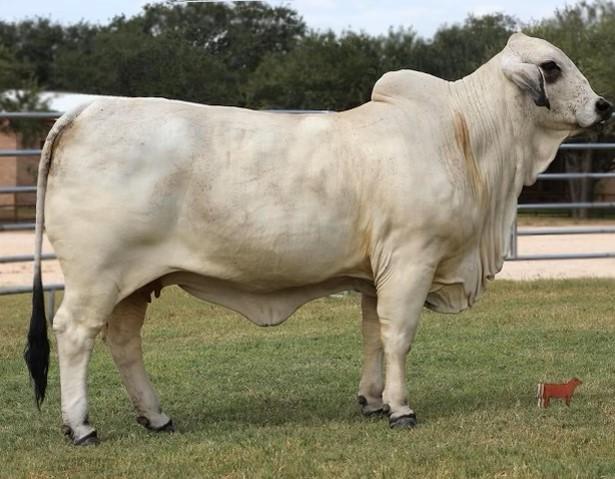 Maternal Half Brother to Embryos: +Mr. H Elijah Manso 281/2
