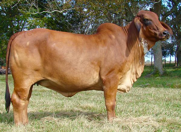 Ms Infinity 101, donor dam to Miss WCC Rhoda 135/5 and favorite from Stuart’s red herd