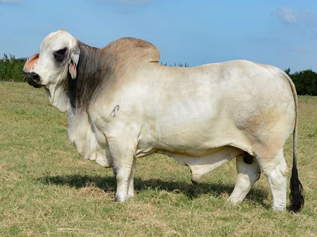 Sire