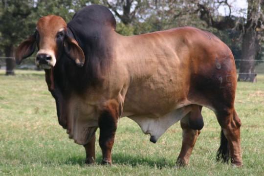 Sire: +VL Rojo Bravo 6/125