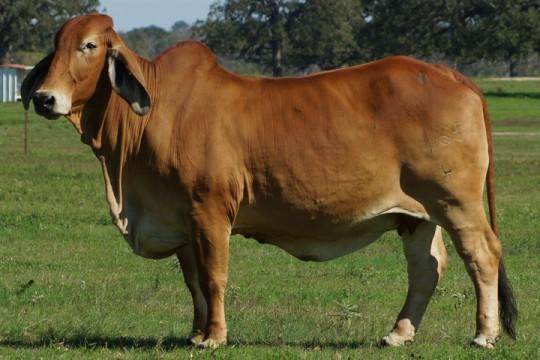 Dam: +VL Elena 165/4