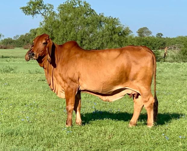 Dam of embryos