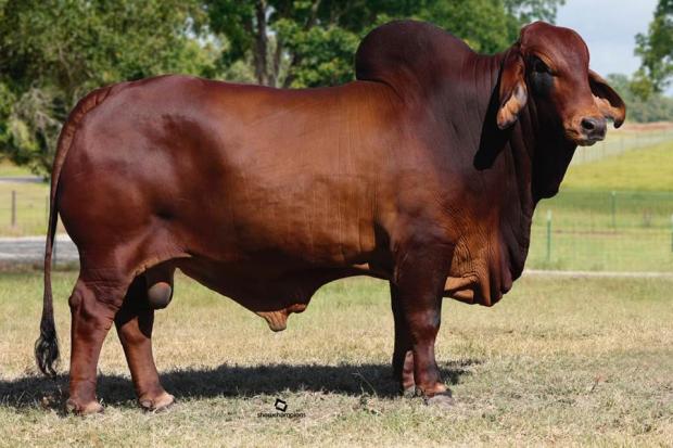 Sire