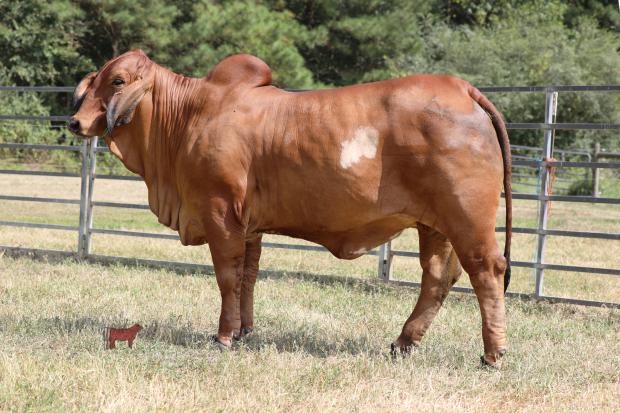 Resulting calf from embryos.
