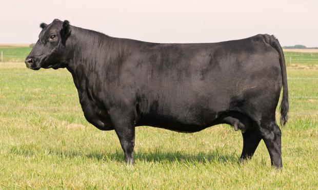 Carruthers Mayflower 43N (VRD) - Dam of Lot 1414