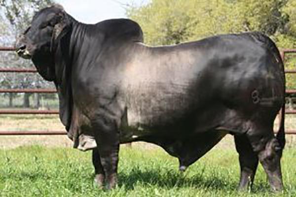 Sire - Mr V8 183/7