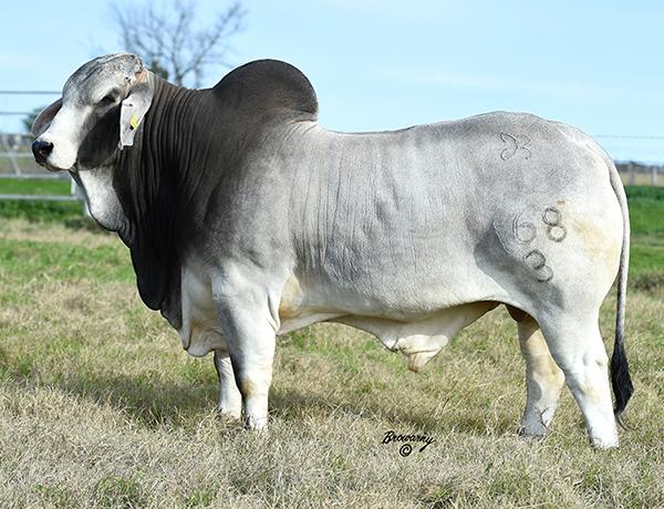 Service Sire - #GRDA MR NATHAN DEL ALBA 168/3