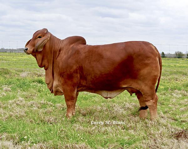 Full Sister to Lana: CT LADY PASCO RHINEAUX 1/13