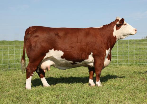 Dam - Remitall Marvel 78T 