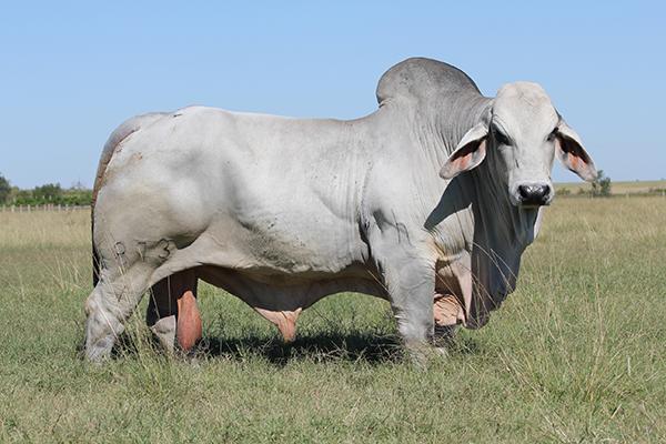 Sire - JDH Quency Manso 873/1