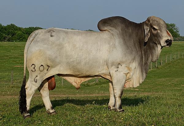 Sire - JDH Mr Manso 307/6