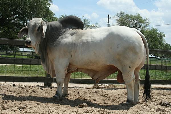 Sire - JDH Domino Manso 200/8