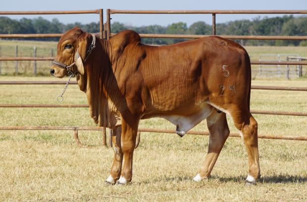 Son: VL Rojo Aggie 5/24 